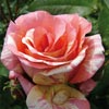 rose Viniciacum