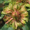 rose Viridiflora