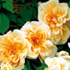 rose W. A. Richardson