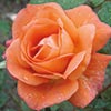 rose Westerland