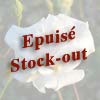 rose White C�cile Brunner