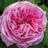 rose Yolande d'Aragon