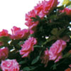 rose Z�phirine Drouhin